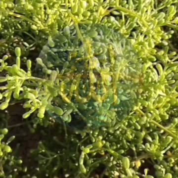 Allah Allah Allah Ho Allah