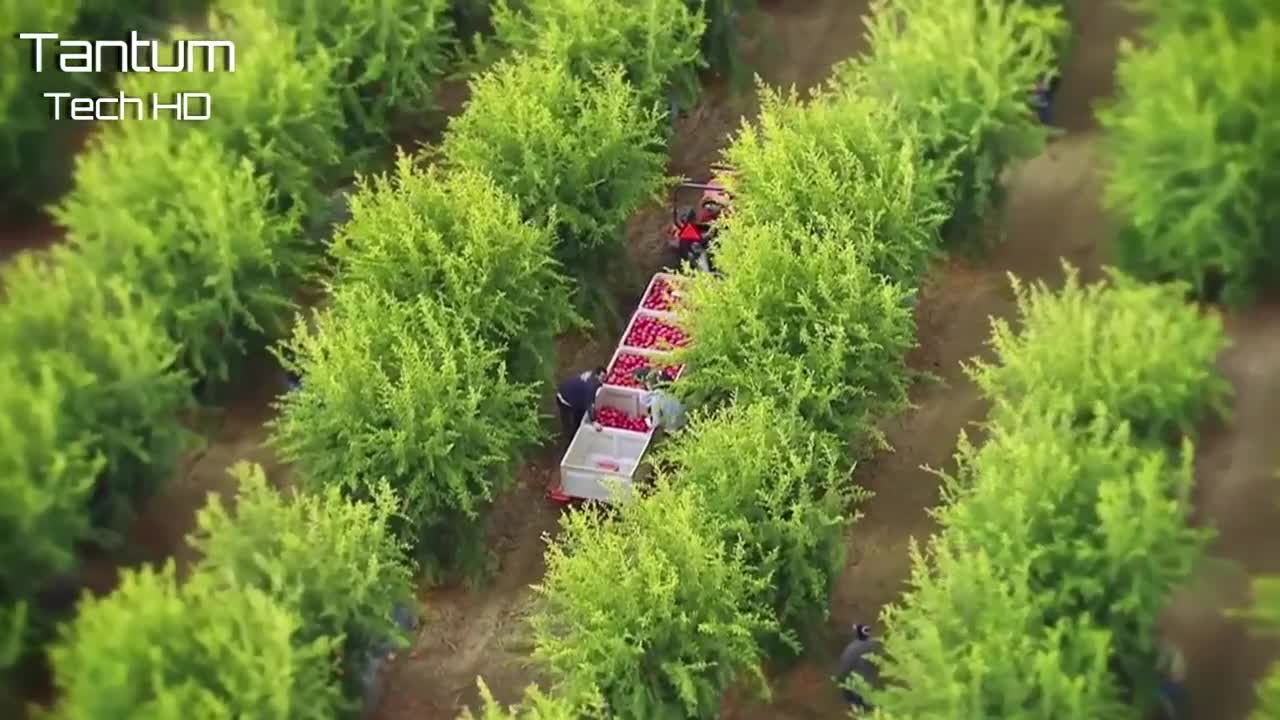 Agricultural pomegranate planting