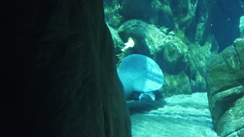 Watch how a manatee swim on the sea floor