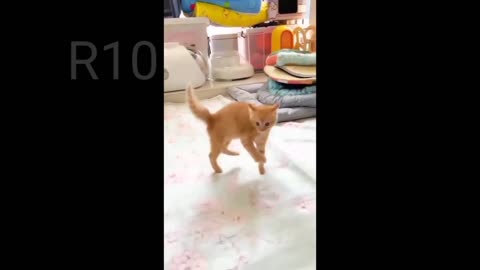 Cat funny videos 😺 #funny #video #shorts