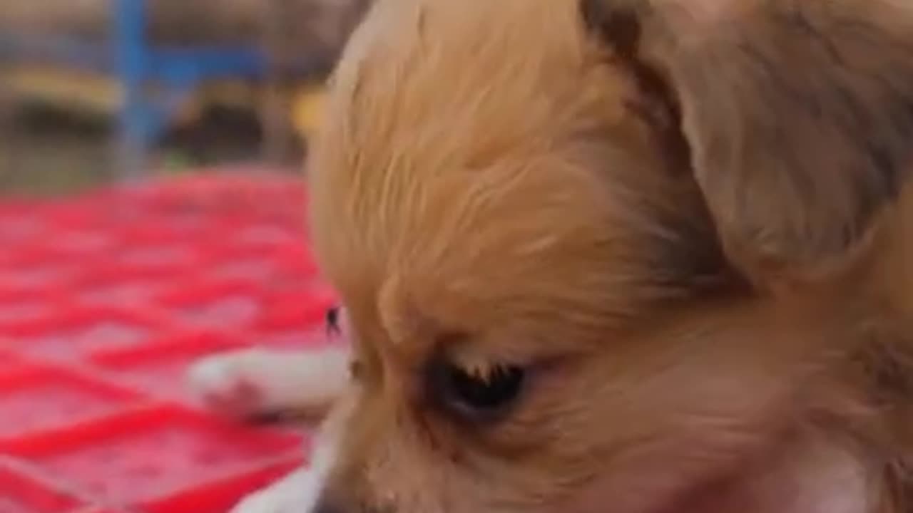 Cute Dog