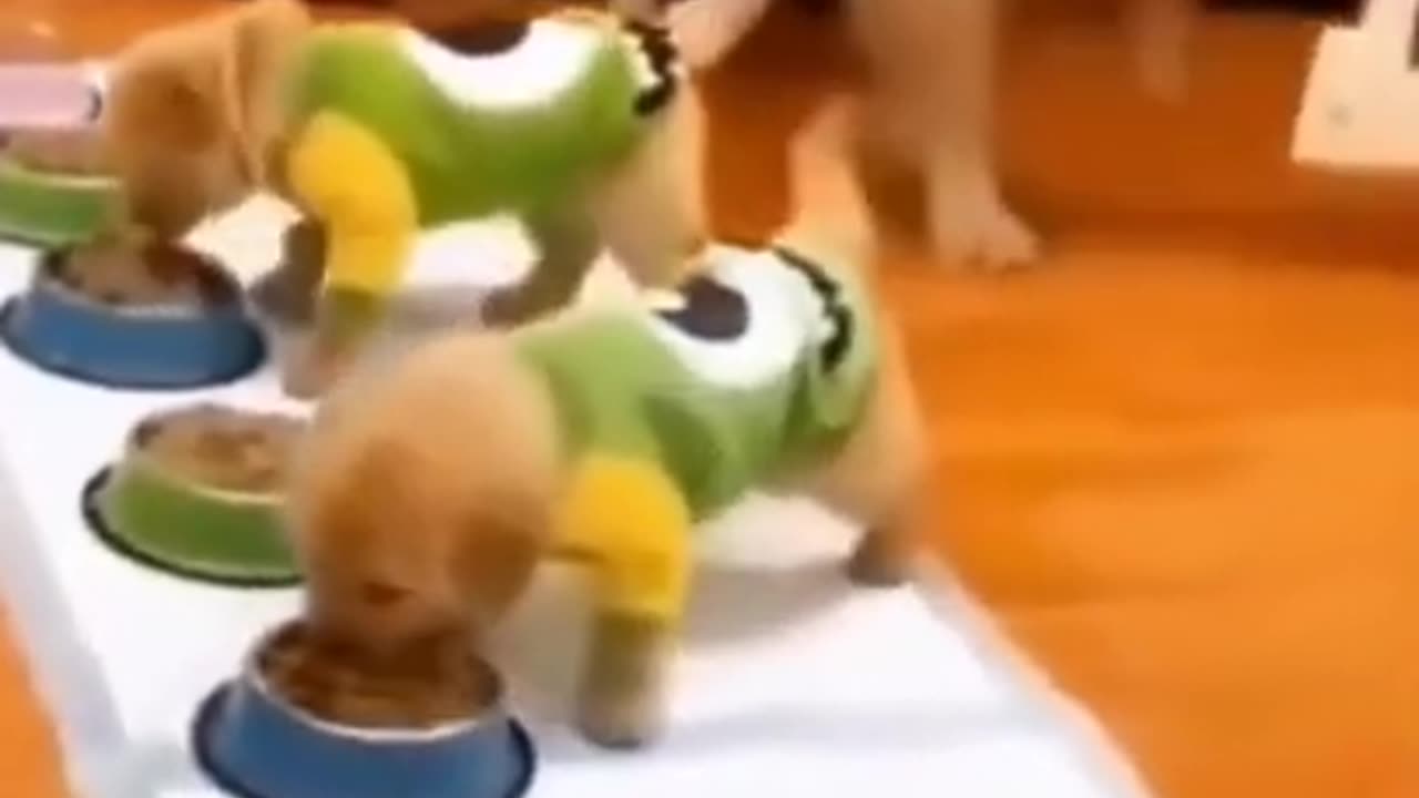 Top Funny Cute Dog Videos and TIKTOK Compilation