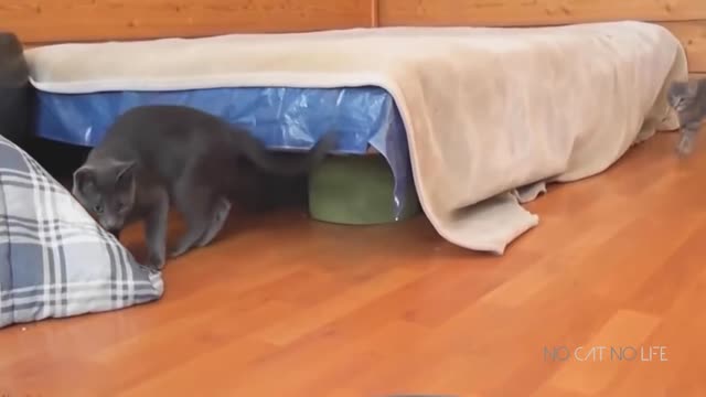 OMG! scared cats compilation