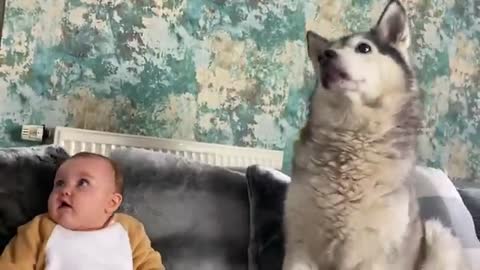 HUSKY MEETS A BABY LION!