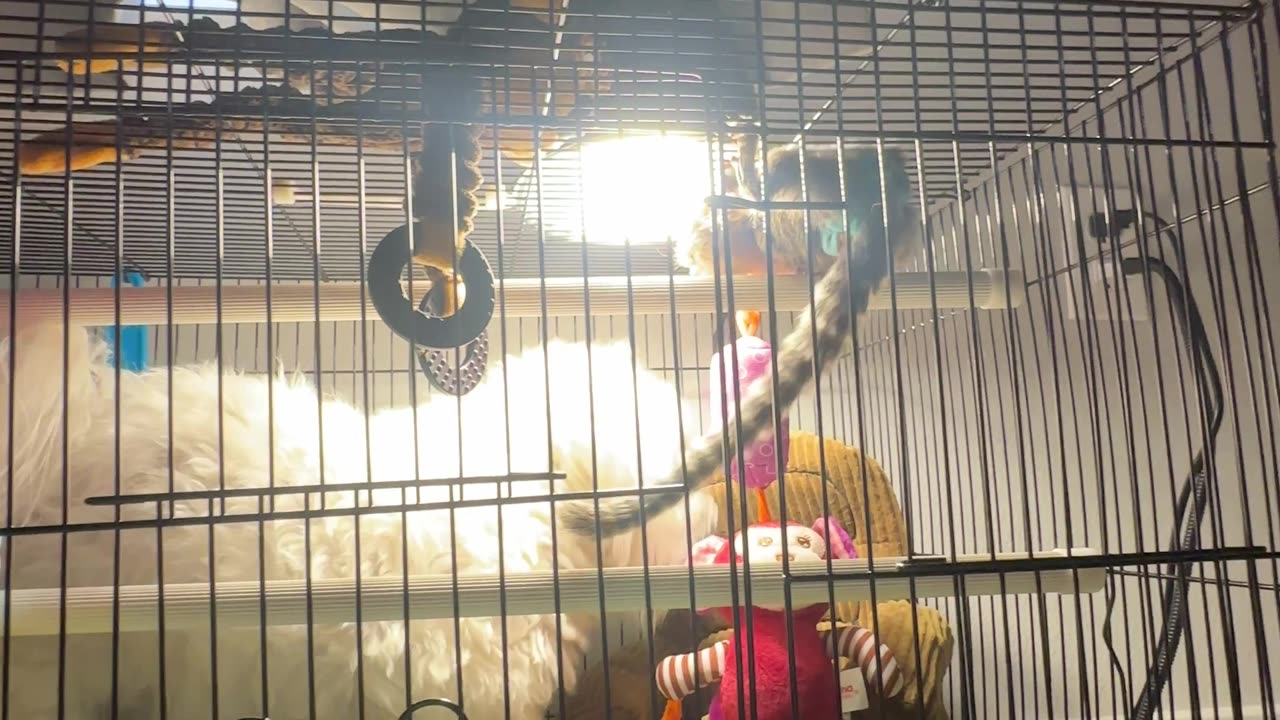 Baby Marmoset in his Cage with Dog