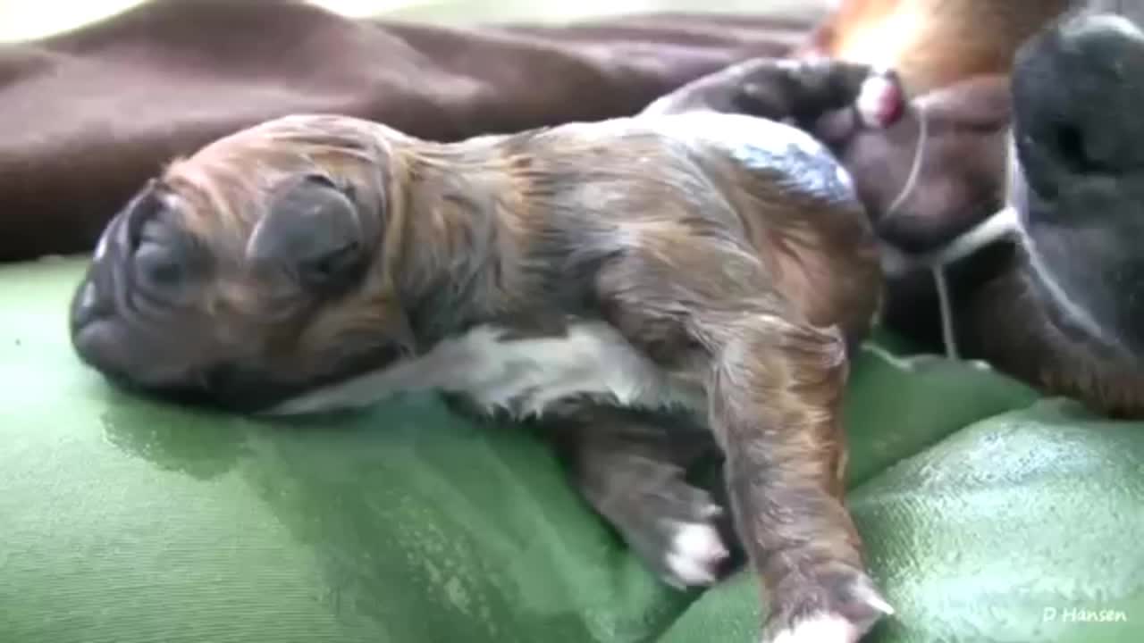 Puppy Birth