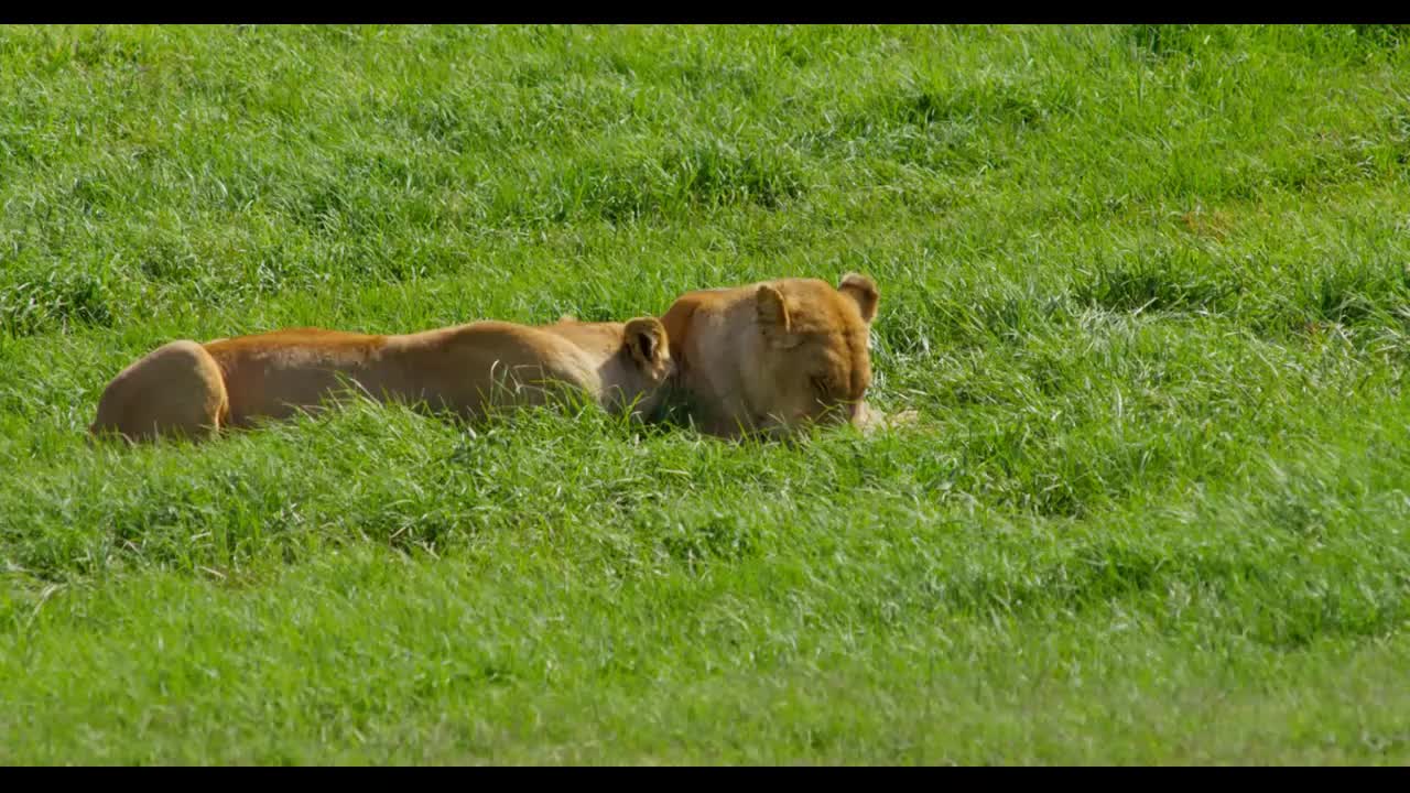 Lionesses Laying on Grass in Africa