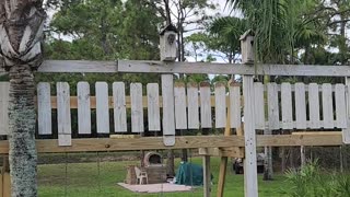 An Owl visits the playground birdhouse