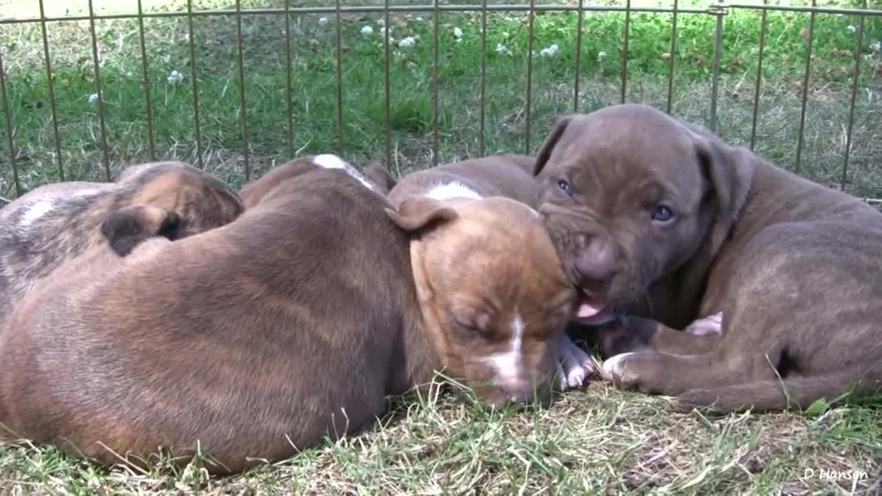 Pit Bull Growls and Snaps at Her Puppies!