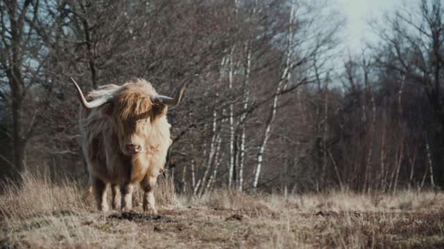 Highland Cow