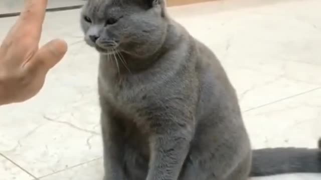 Funny Cat