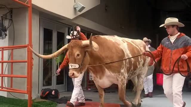 Bevo walking everywhere knowing he's the best live mascot in college athletics
