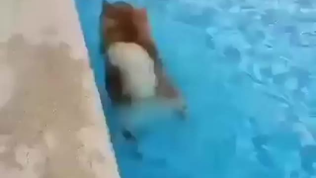 Dog swimming in pool