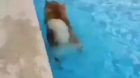 Dog swimming in pool