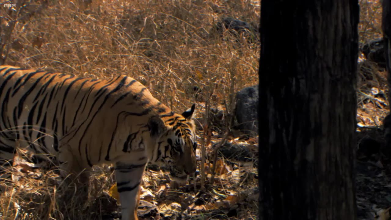 Tiger Cubs' Last Moments as a Family | David Attenborough | Tiger | Spy in the Jungle