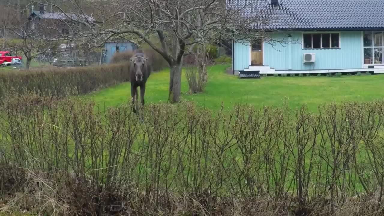 Anfallande älg lovely