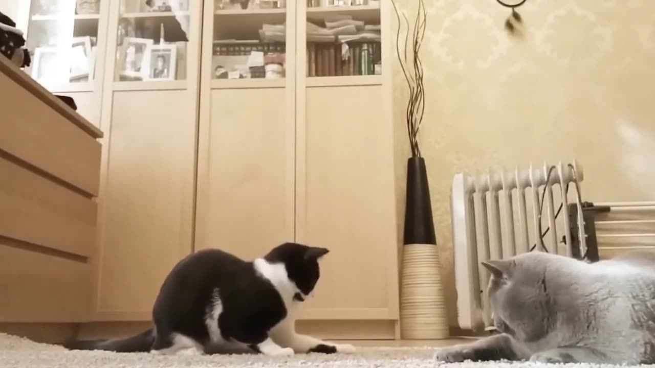 Funny Cats