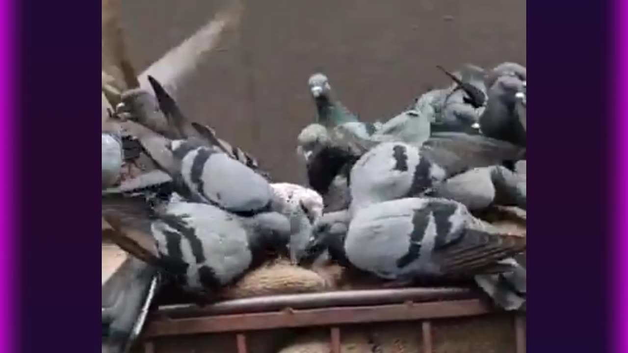 🔥 Hold your hats, Witness the epic showdown between a gang of pigeons and a truck full of rice!