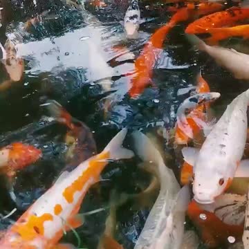 BEAUTIFUL JAPANESE KOI FISH.