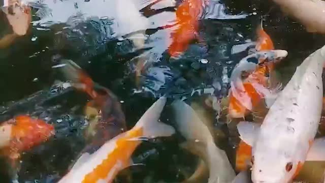 BEAUTIFUL JAPANESE KOI FISH.