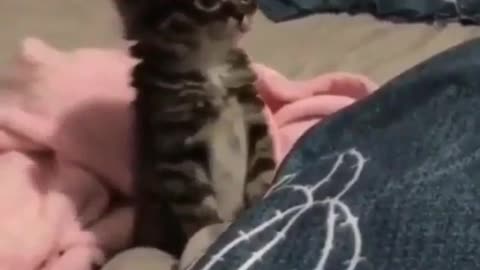 🐱 So Cute!