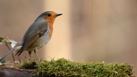 BURUNG ROBIN DI ALAM