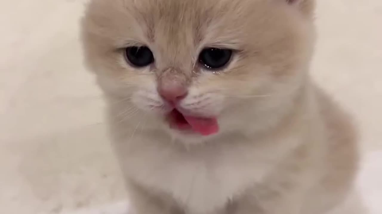 Cat video