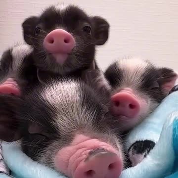 Whose little cutie is this?