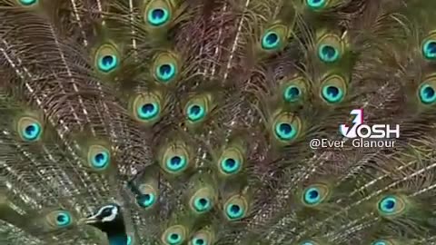 Peacock Dance in Rain showing 😎😎😎#peacock #dance