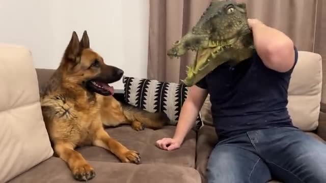 Will My German Shepherd Recognize Me in a Crocodile Mask?