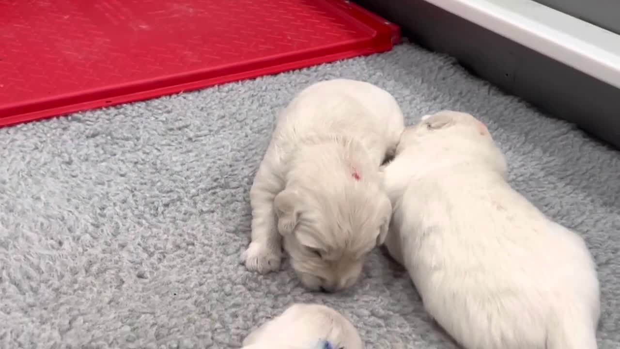 Brothers Litter - 18 days