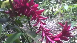 Linda planta alpínia no jardim botânico, essa flor é ondulada [Nature & Animals]