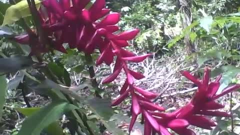 Linda planta alpínia no jardim botânico, essa flor é ondulada [Nature & Animals]