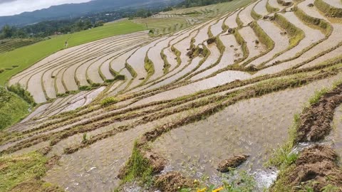 Rice field
