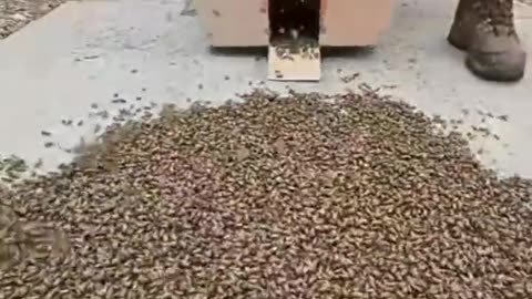 Shorts - Bees