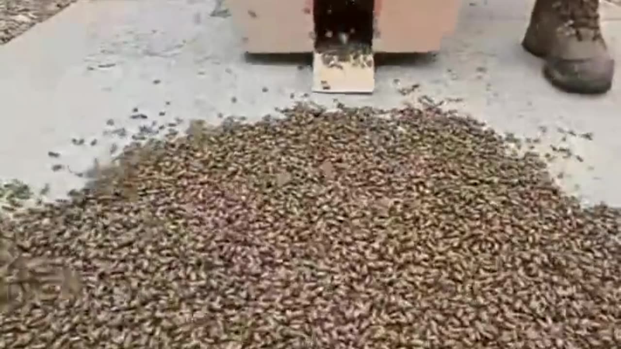 Shorts - Bees