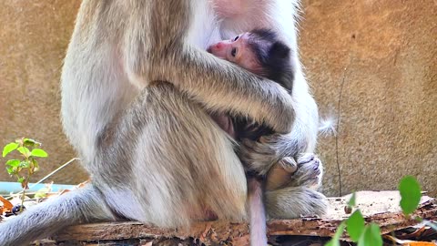 Newborn baby monkey SAM is very adorable when he plays around PaPa Waki.