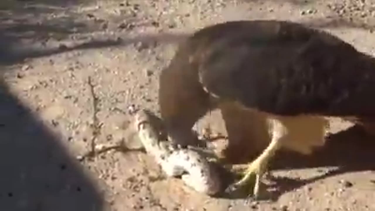 A red-tailed hawk overpowers and devours a rattlesnake 🔥