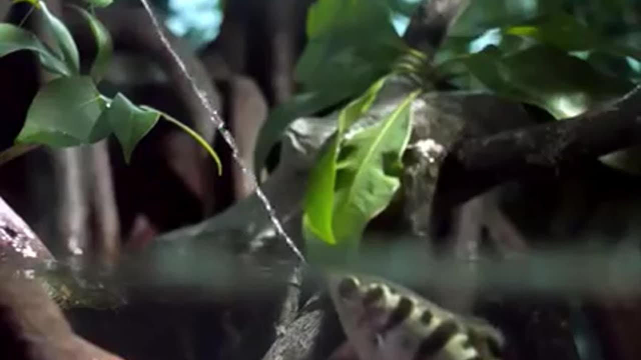 A wonderful scene was captured of a fish using a technique Amazing for the thief