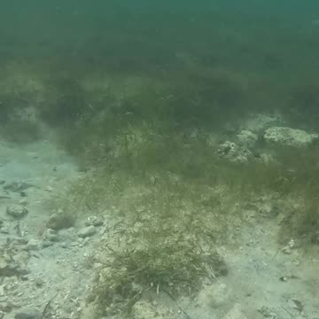 Snorkeling Adventures Philippines. Wow, a school of fish was passing as soon as I got into the water