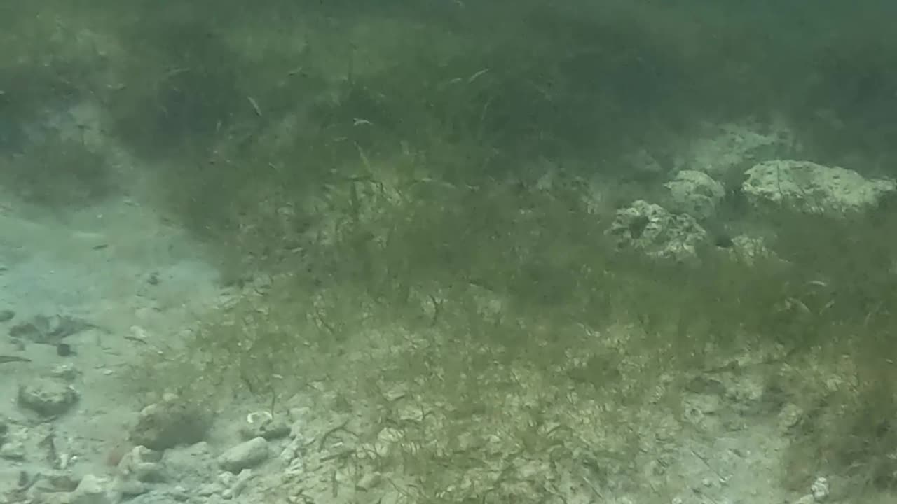 Snorkeling Adventures Philippines. Wow, a school of fish was passing as soon as I got into the water