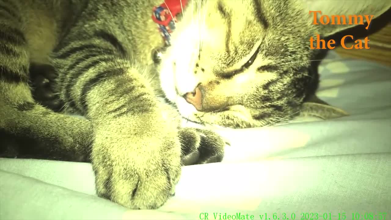 Tommy would sleep through an earthquake