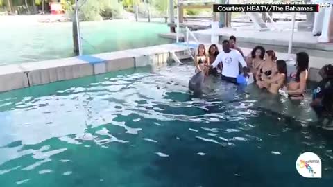 Cheerleader drops phone; dolphin brings it back_Cut