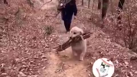 Funny animals