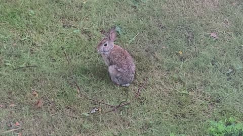 Cute Baby Bunny Rabbit