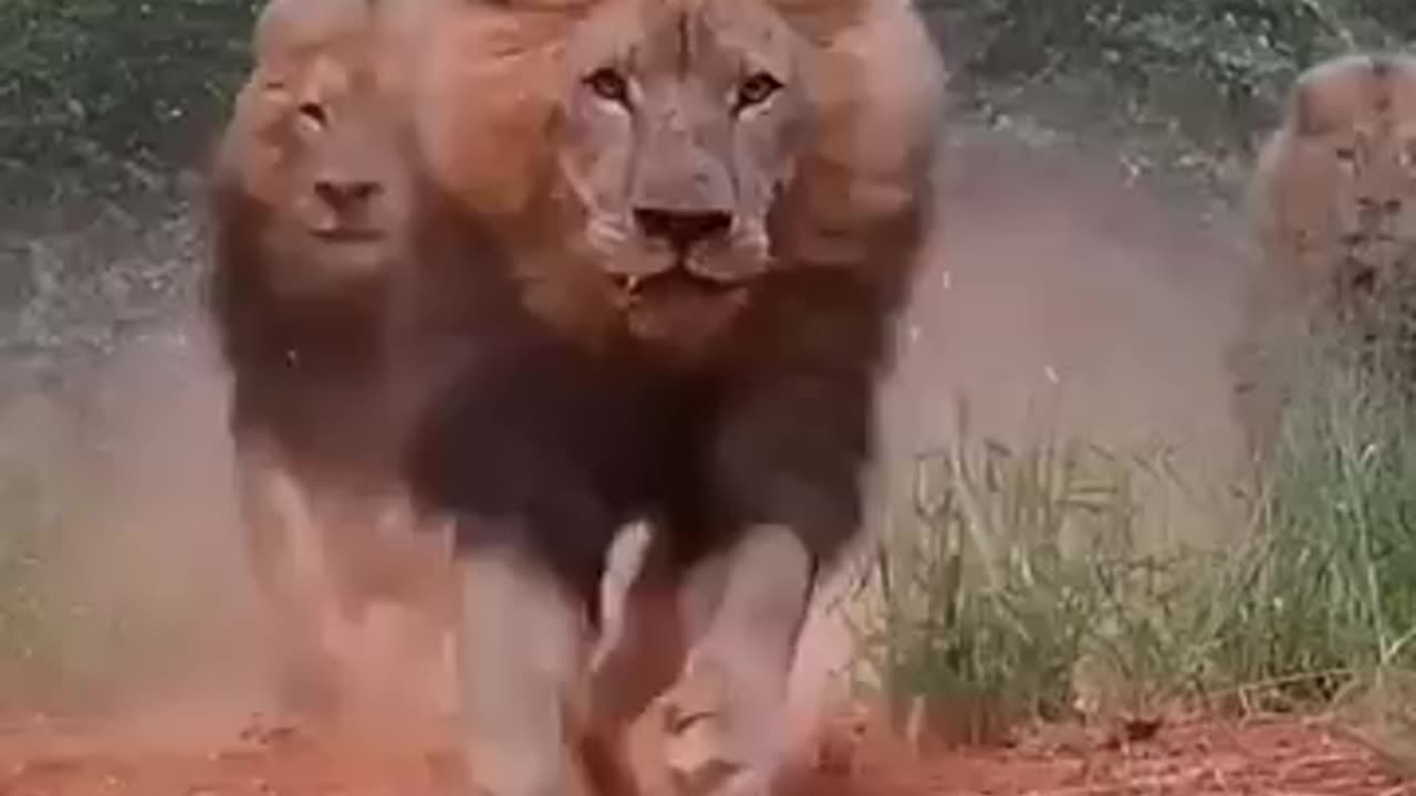 Aggressive lion