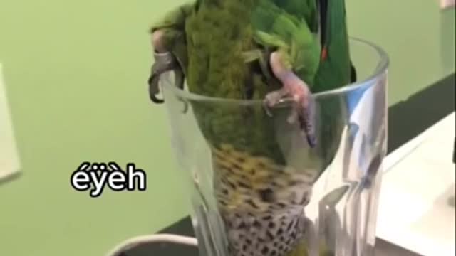 Funny Parrots Compilation