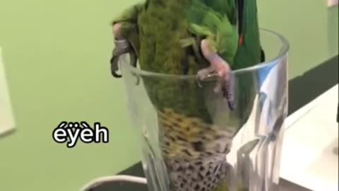 Funny Parrots Compilation