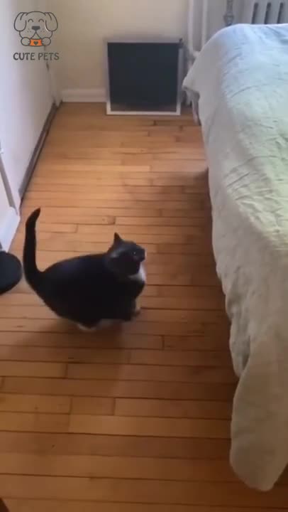 funny video cat