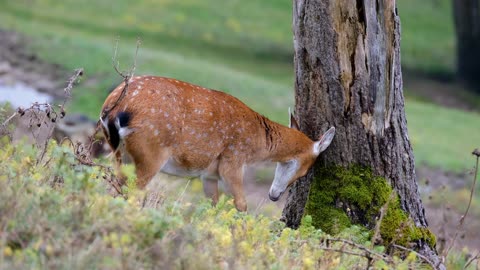 Roe deer